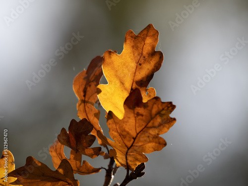 Obraz na płótnie yellow maple leaf w salonie