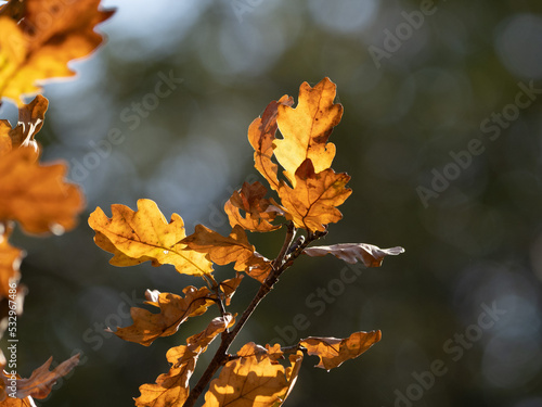 Obraz na płótnie autumn leaves w salonie