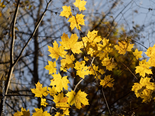 Obraz na płótnie yellow maple leaves w salonie
