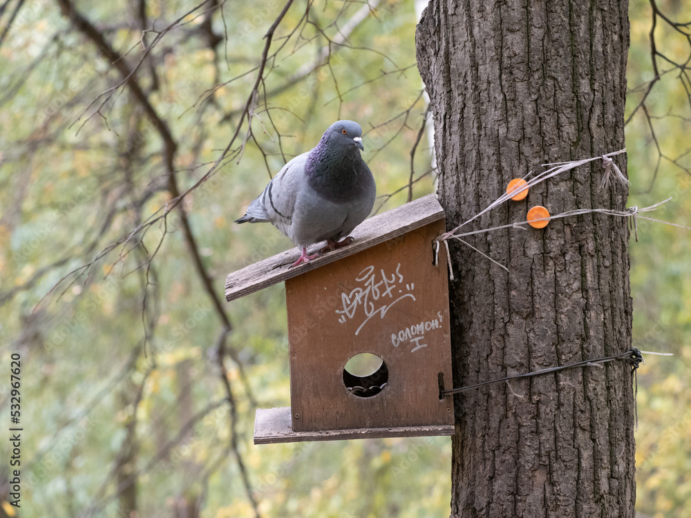pigeon on a tree