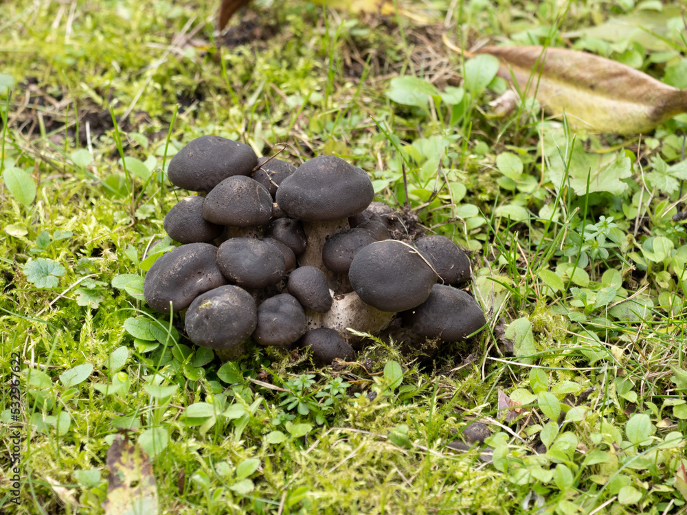 beans on the grass