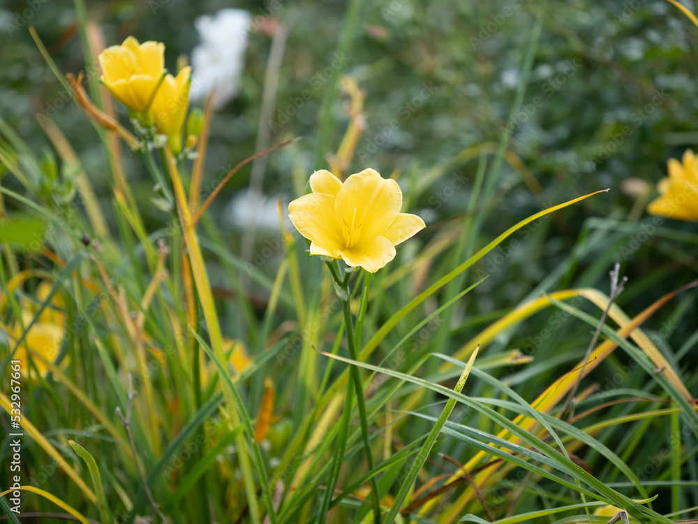 yellow flowers