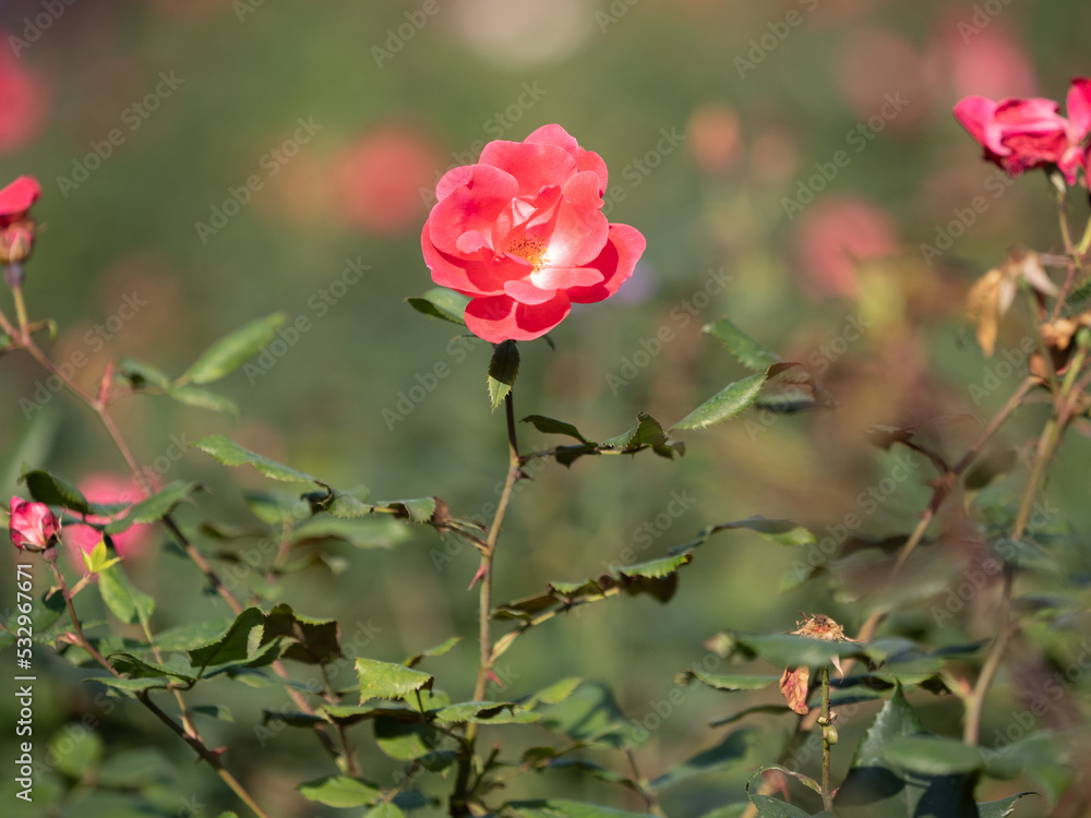 pink rose bush