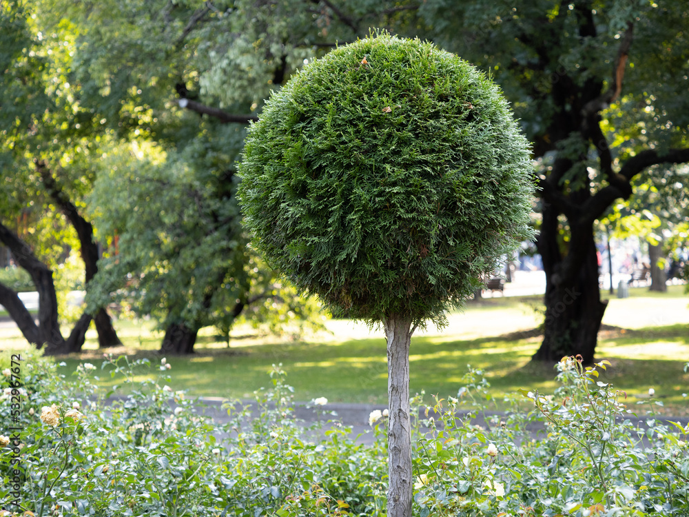 tree in the park