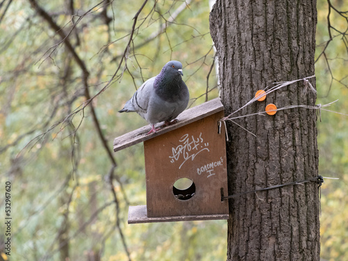 Obraz na płótnie pigeon on a tree w salonie