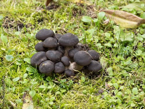 Obraz na płótnie beans on the grass w salonie