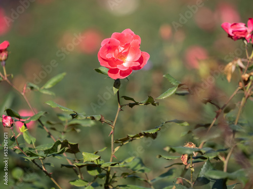 Obraz na płótnie pink rose bush w salonie