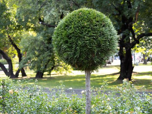 Obraz na płótnie tree in the park w salonie