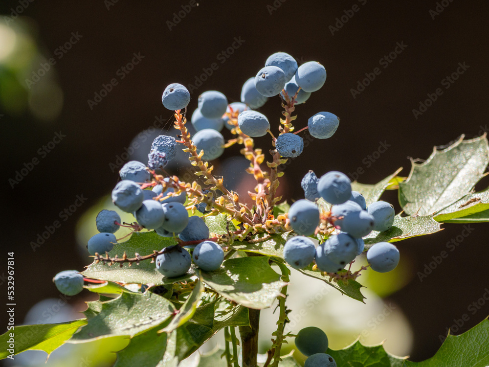 bunch of grapes
