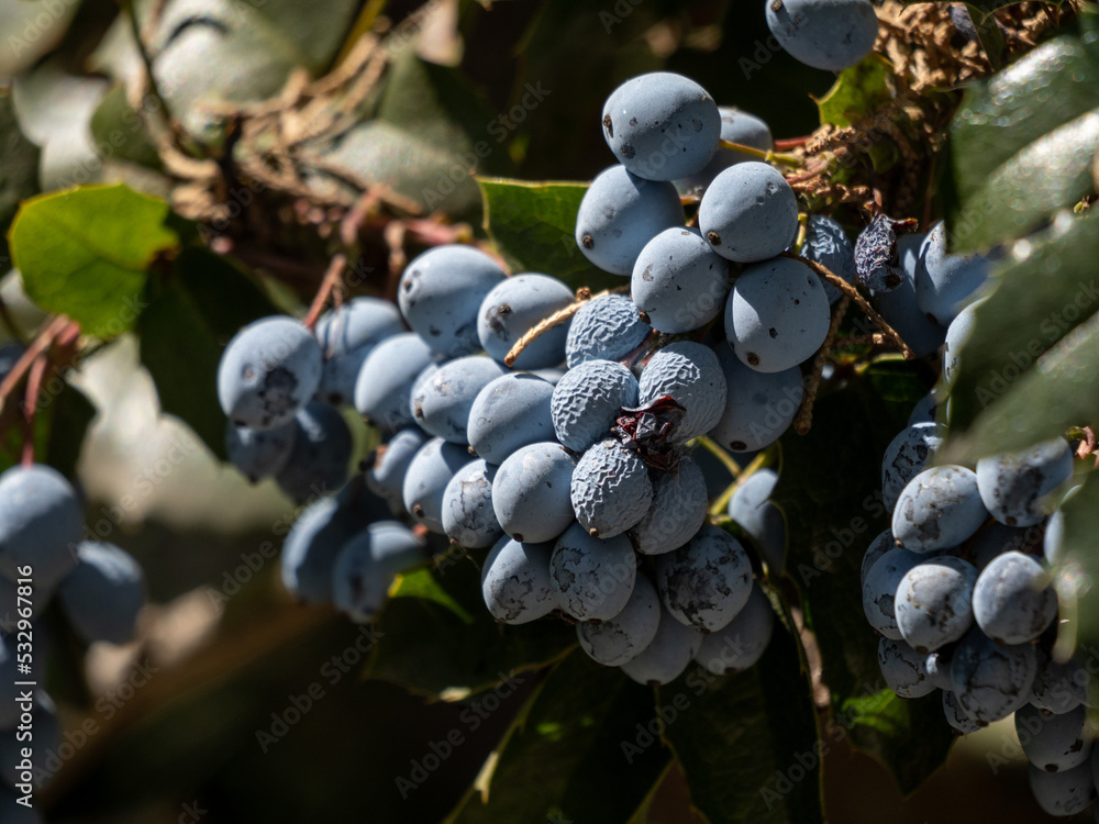 grapes on vine
