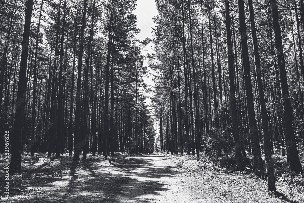 Wanderweg in Fluchtpunkt Perspektive, aufgenommen im Sommer In freier Natur zwischen Felsen und Sandsteinen.