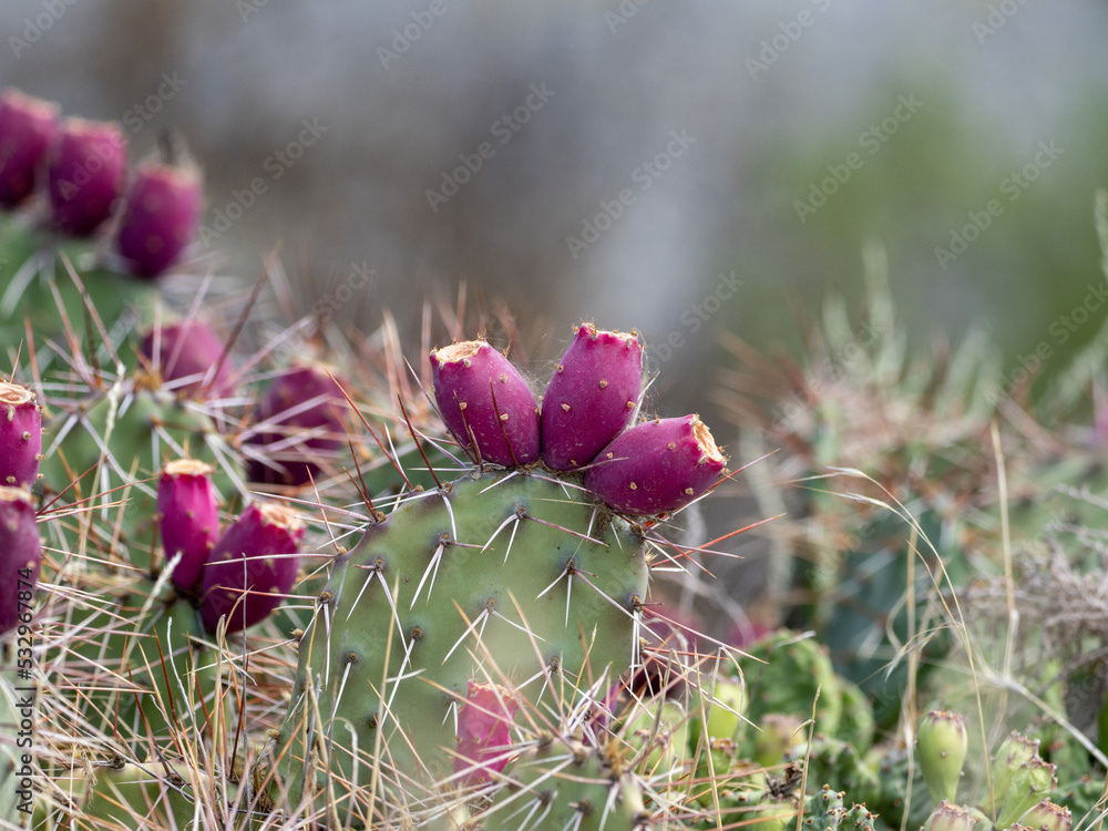 cactus in bloom
