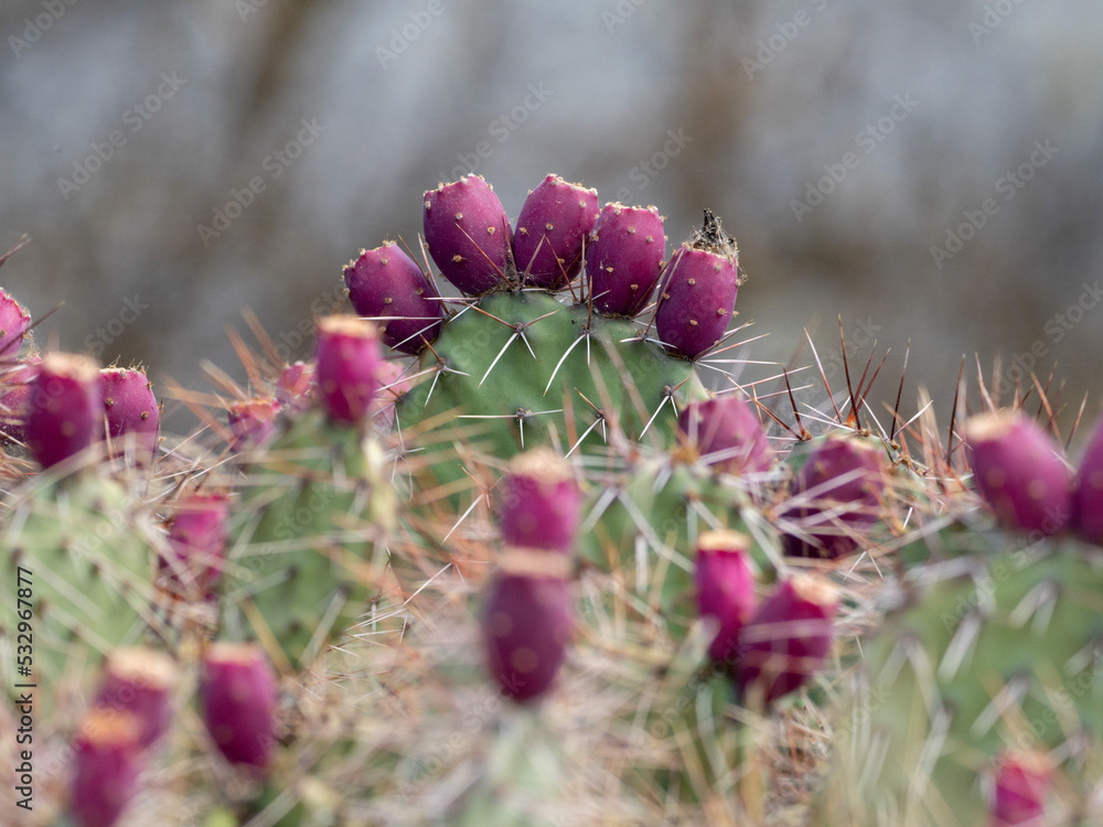 cactus flower