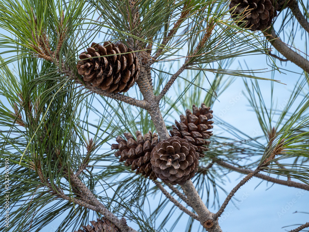 pine cones on the tree