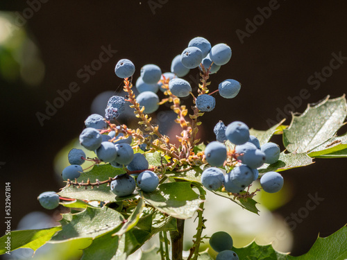 Obraz na płótnie bunch of grapes w salonie