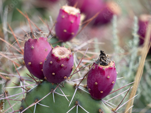 Obraz na płótnie cactus with flower w salonie
