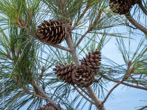 Obraz na płótnie pine cones on the tree w salonie