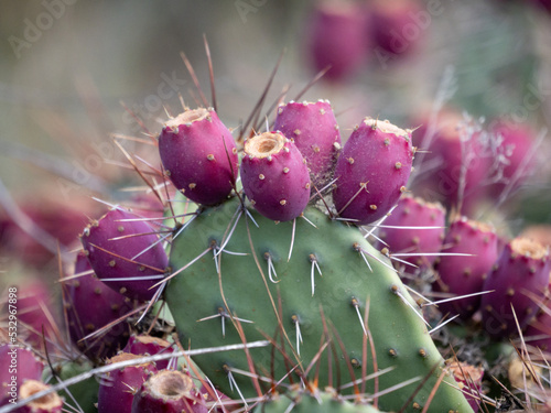Obraz na płótnie cactus in bloom w salonie