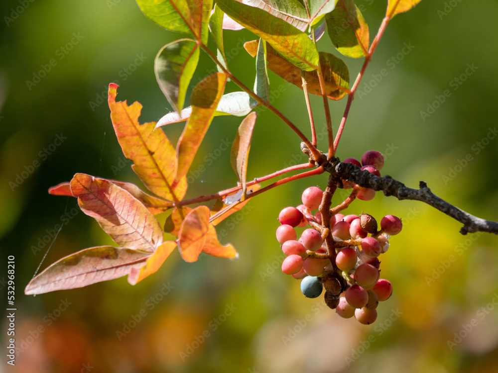 red autumn leaves