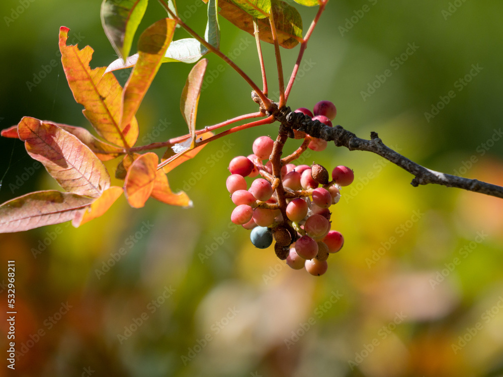 red berries on a branch
