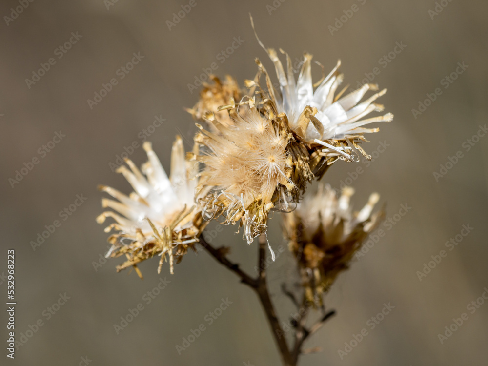 branches in spring