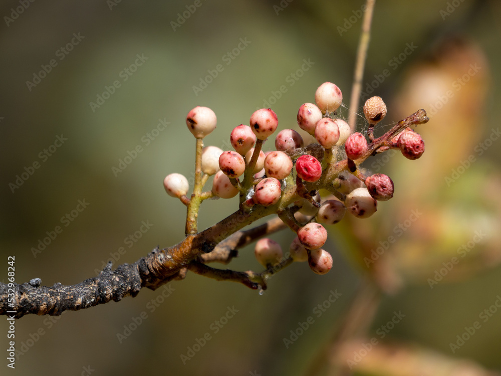red currant bush
