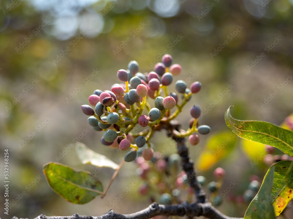 branch of a tree with berries
