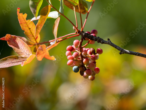 Obraz na płótnie red berries on a branch w salonie