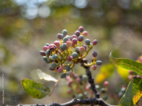 Obraz na płótnie branch of a tree with berries w salonie