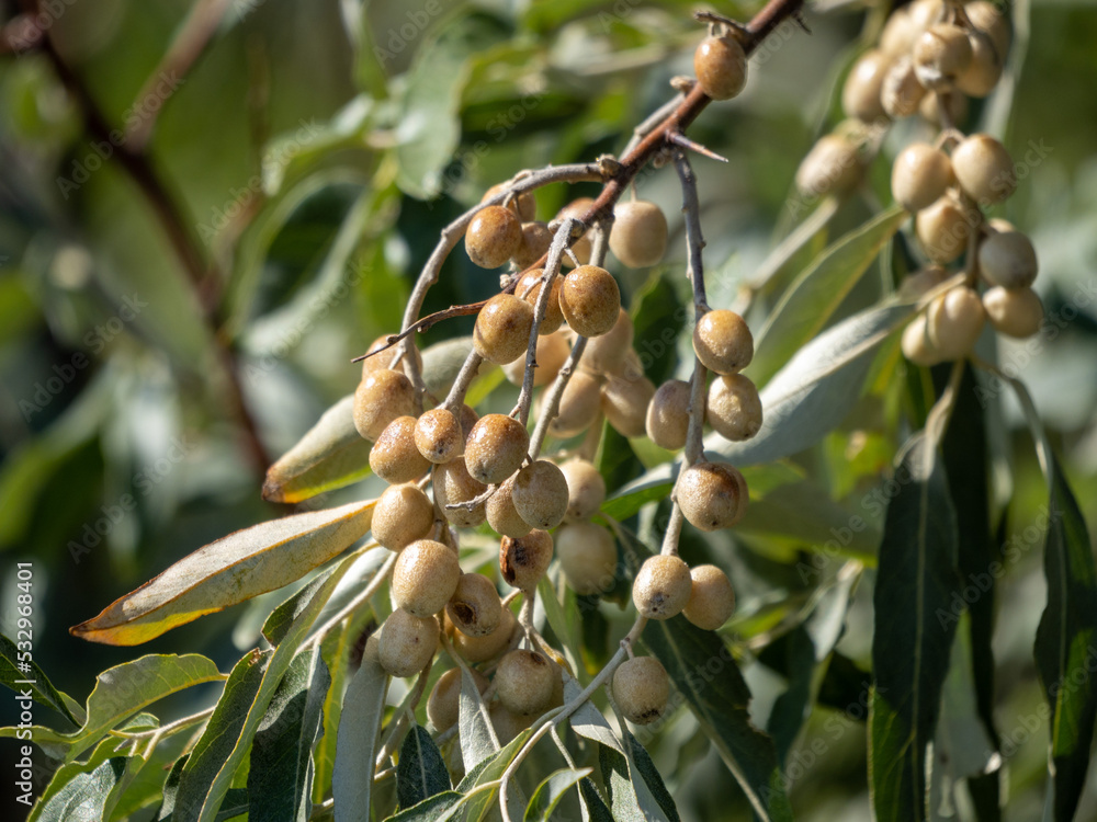 olives on a branch