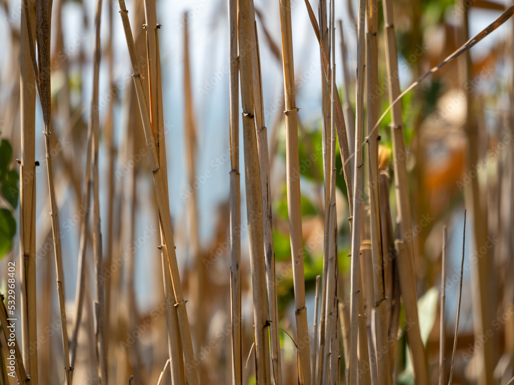 reeds in the water