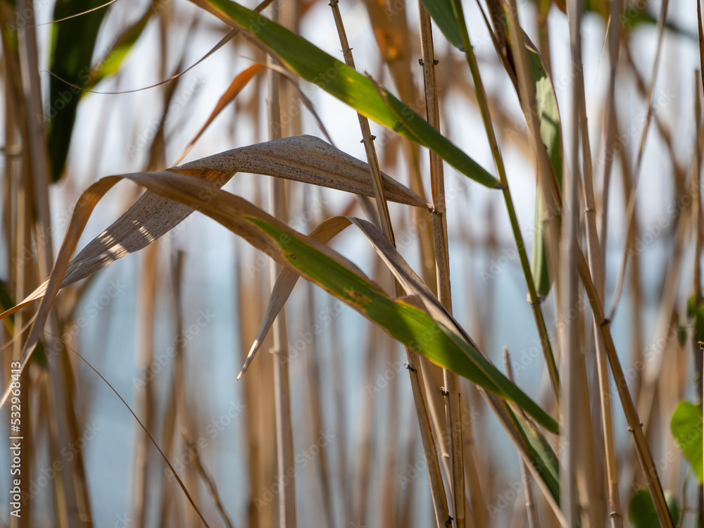 grass in the wind