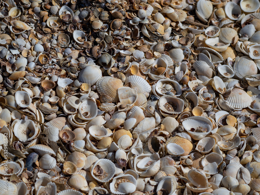 shells on the beach