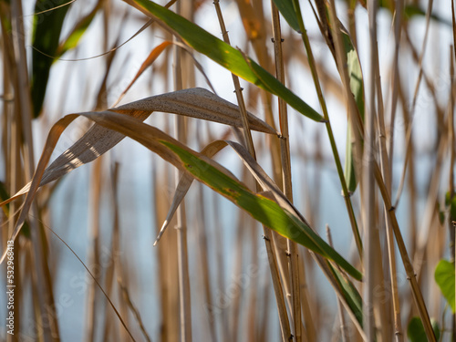 grass in the wind photo