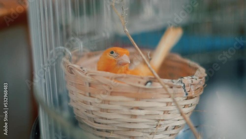 A canary sits in a small wicker basket. Keeping canaries at home photo