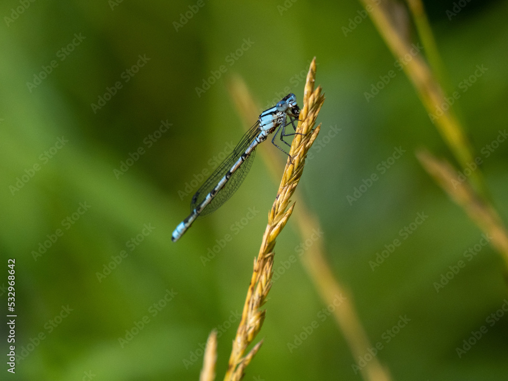 dragonfly on a leaf