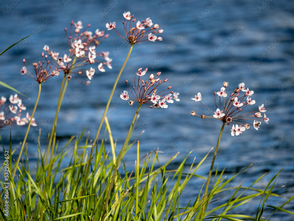 field of flowers