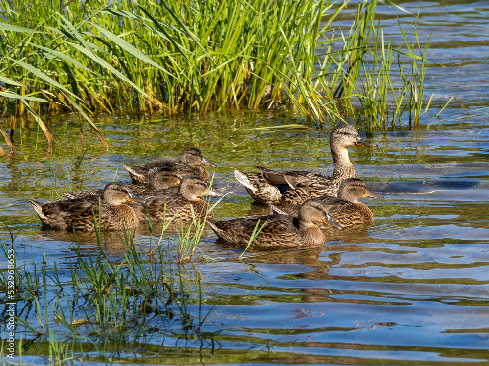 duck and ducklings