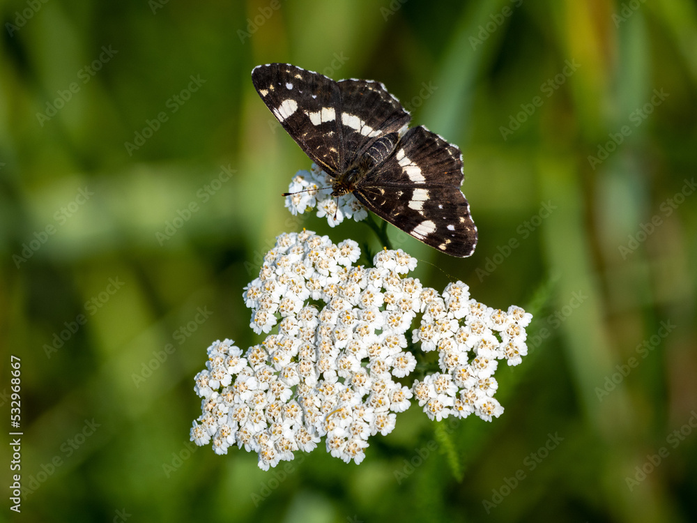 butterfly on a flower