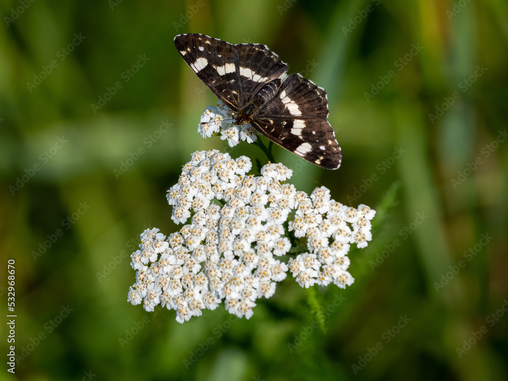 butterfly on a flower