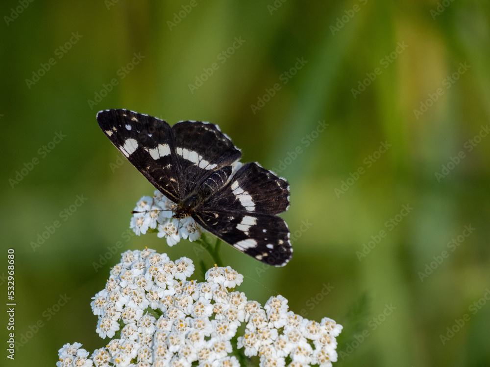 butterfly on a flower