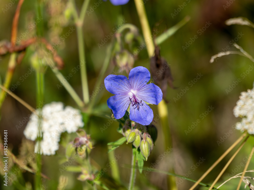 forget me not flowers
