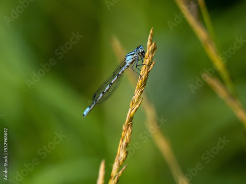 Obraz na płótnie dragonfly on a leaf w salonie