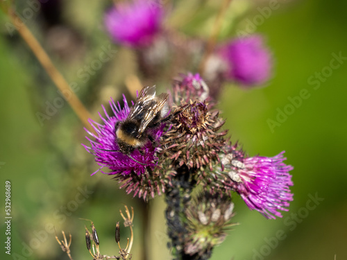 bee on a flower