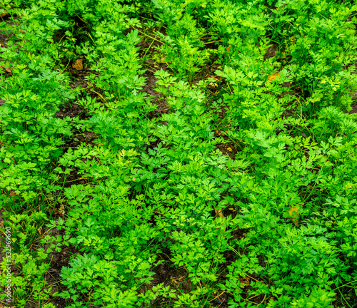 Leaves of Carrots growing in a garden (Daucus carota)  © Gert-Jan van Vliet