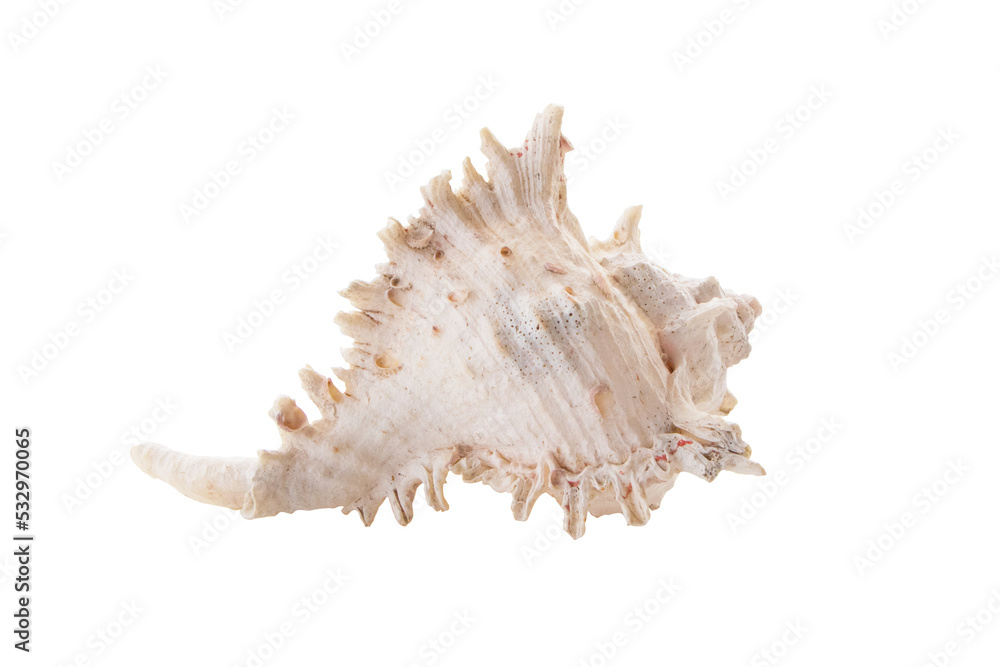 Border pattern form nature of white, yellow sea shells. winkles and caycay, could be used for spa, wedding or seaside shabby chic. Clipping Path (See Pectinidae) Border pattern form nature of white, yellow sea shells. winkles and caycay, could be used for spa, wedding or seaside shabby chic. Clipping Path (See Pectinidae)