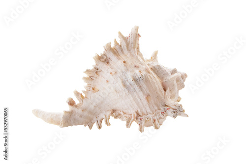 Border pattern form nature of white, yellow sea shells. winkles and caycay, could be used for spa, wedding or seaside shabby chic. Clipping Path (See Pectinidae)