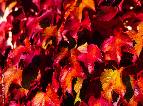 autumn bright leaves colorful background