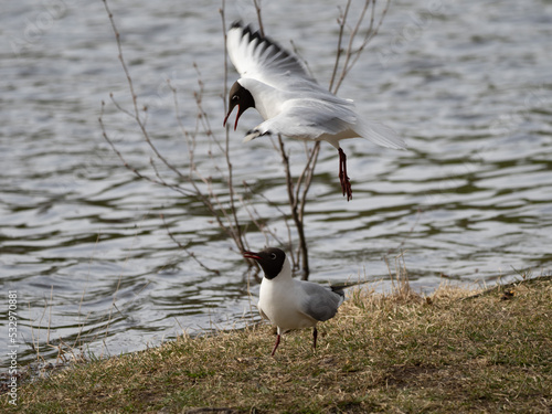 Obraz na płótnie black headed gull w salonie