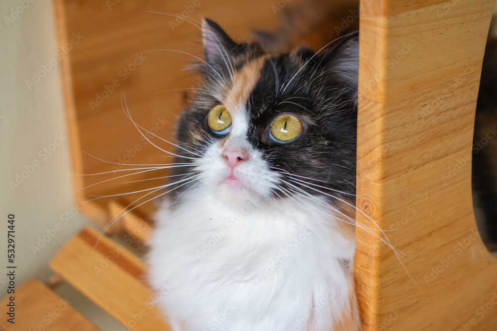 Stories of people who love cats